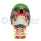 Craneo Anatomico con Columna 4 Partes Multicolor